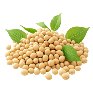US Soybean Export bulk supply
