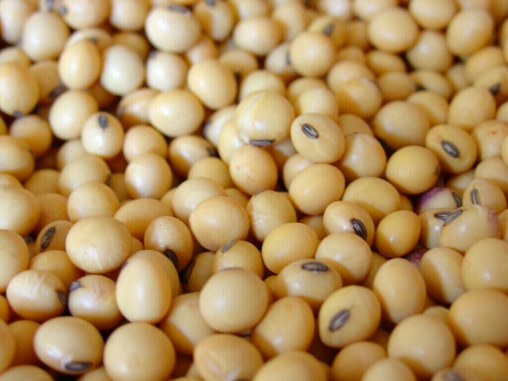 bulk us soybean pricing