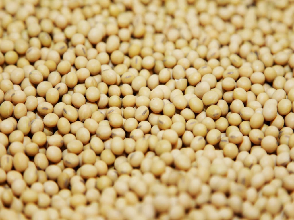 buy bulk soybeans