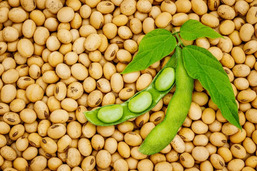 non-GMO soybean exporter USA