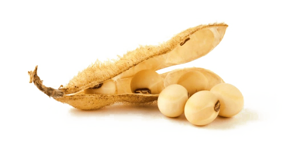 premium soybean supplier usa