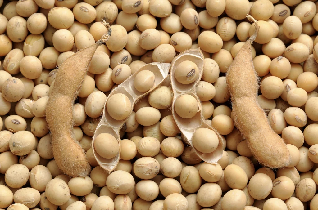 soybean export FAQ